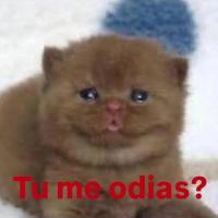 Change your avatar