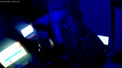 **** chiens et loups**** DLD ****