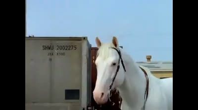 manimal epi 03 l'orso dorato