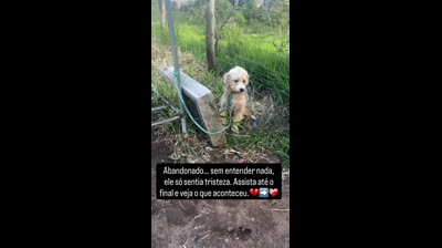 vt dog branco para adoçao