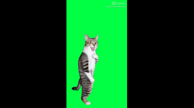 Le chat énervé