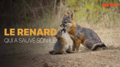 Le renard qui a sauvé son île