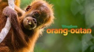 Orang-outan