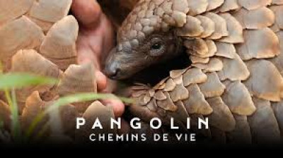 Pangolin - Chemins de vie
