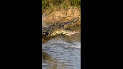 crocodilo do Nilo