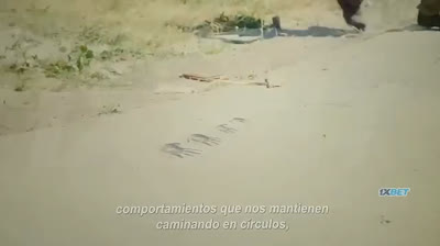 sin salida
