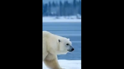 Urso polar
