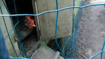 Chicken