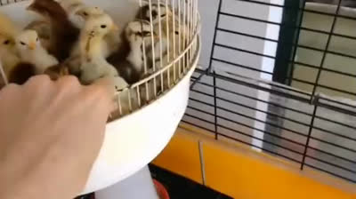 Baby chicks