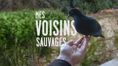 Mes voisins sauvages