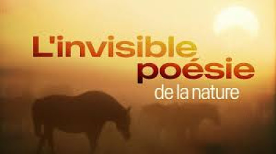 L'invisible poésie de la nature