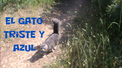 Me encontré con este precioso gato en un camino del bosque - Mis Homenajes. J. Dos Martínez