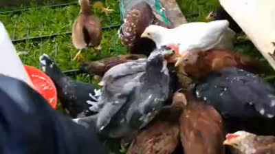 Lightning McQueen and Mater for chickens