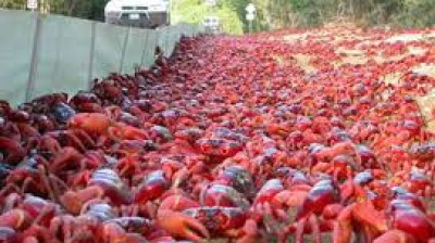 Les mille et un crabes de l'île Christmas
