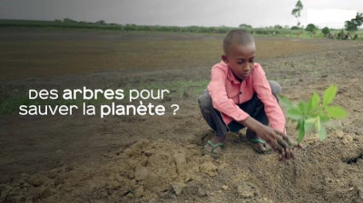 Des arbres pour sauver la planète