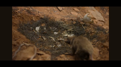Survivig Earth (2026)-Father Chaliminia goes in search of food.