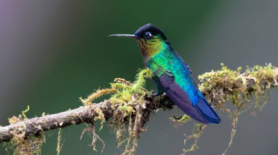 Costa Rica, le royaume des colibris