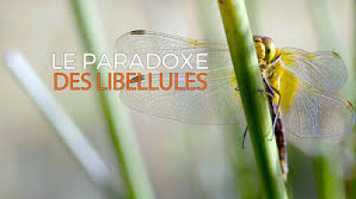 Le paradoxe des libellules